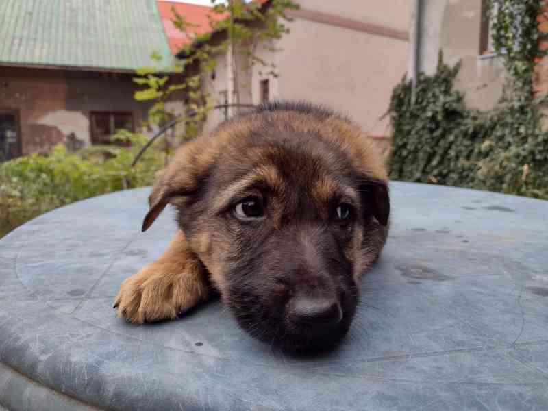 prodám štěně - foto 1