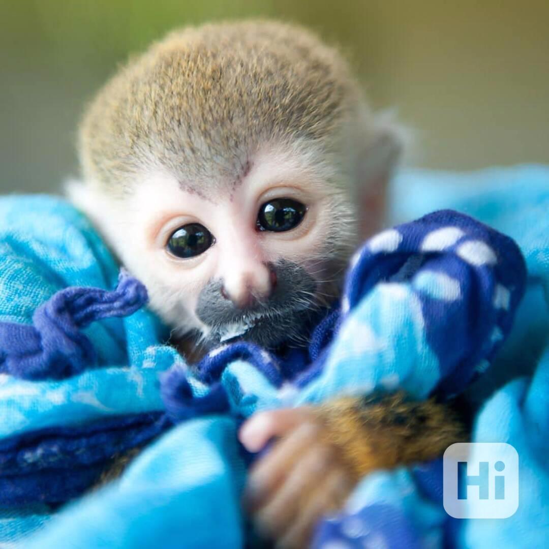 K dispozici ochočení samci a samice mláďat veverčích opic. M - foto 1