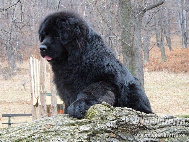 Novofundlandský pes - štěňata s PP - foto 1