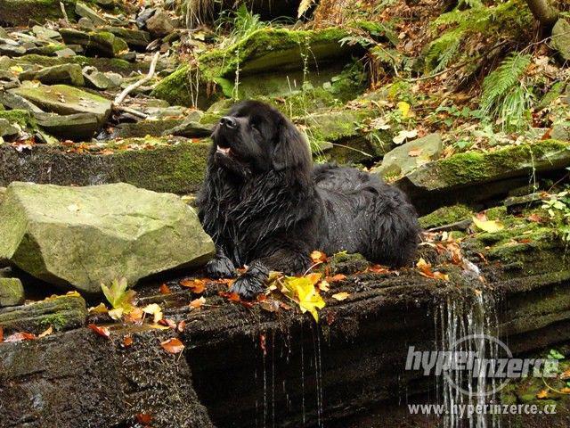 Novofundlandský pes - štěňata s PP - foto 2