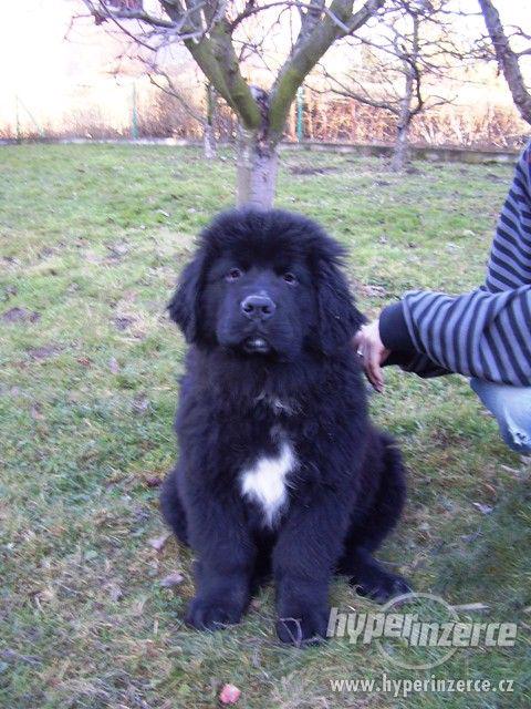 Novofundlandský pes - štěňata s PP - foto 5