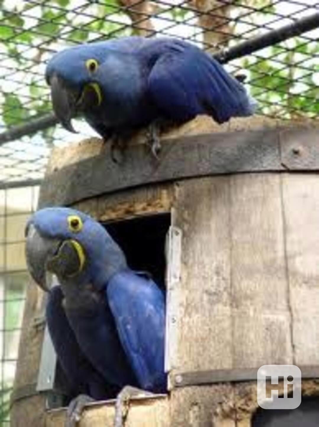 Ara hyacintová - foto 1