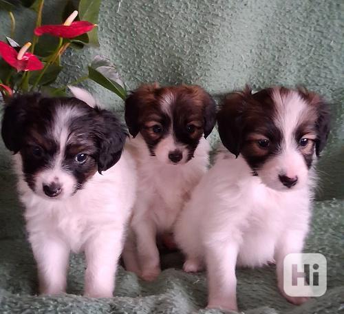 Malý kontinentální španěl - papillon, phalene - foto 1