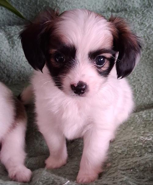 Malý kontinentální španěl - papillon, phalene - foto 3