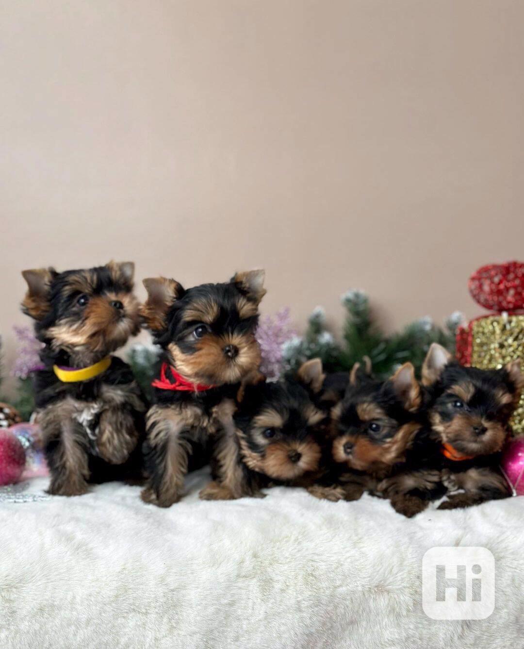 Štěňata Yorkshire k dispozici - foto 1