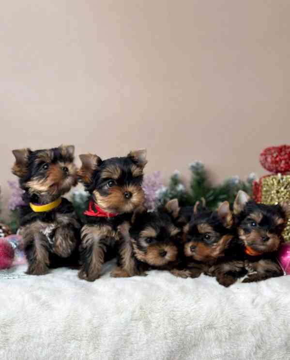 Štěňata Yorkshire k dispozici