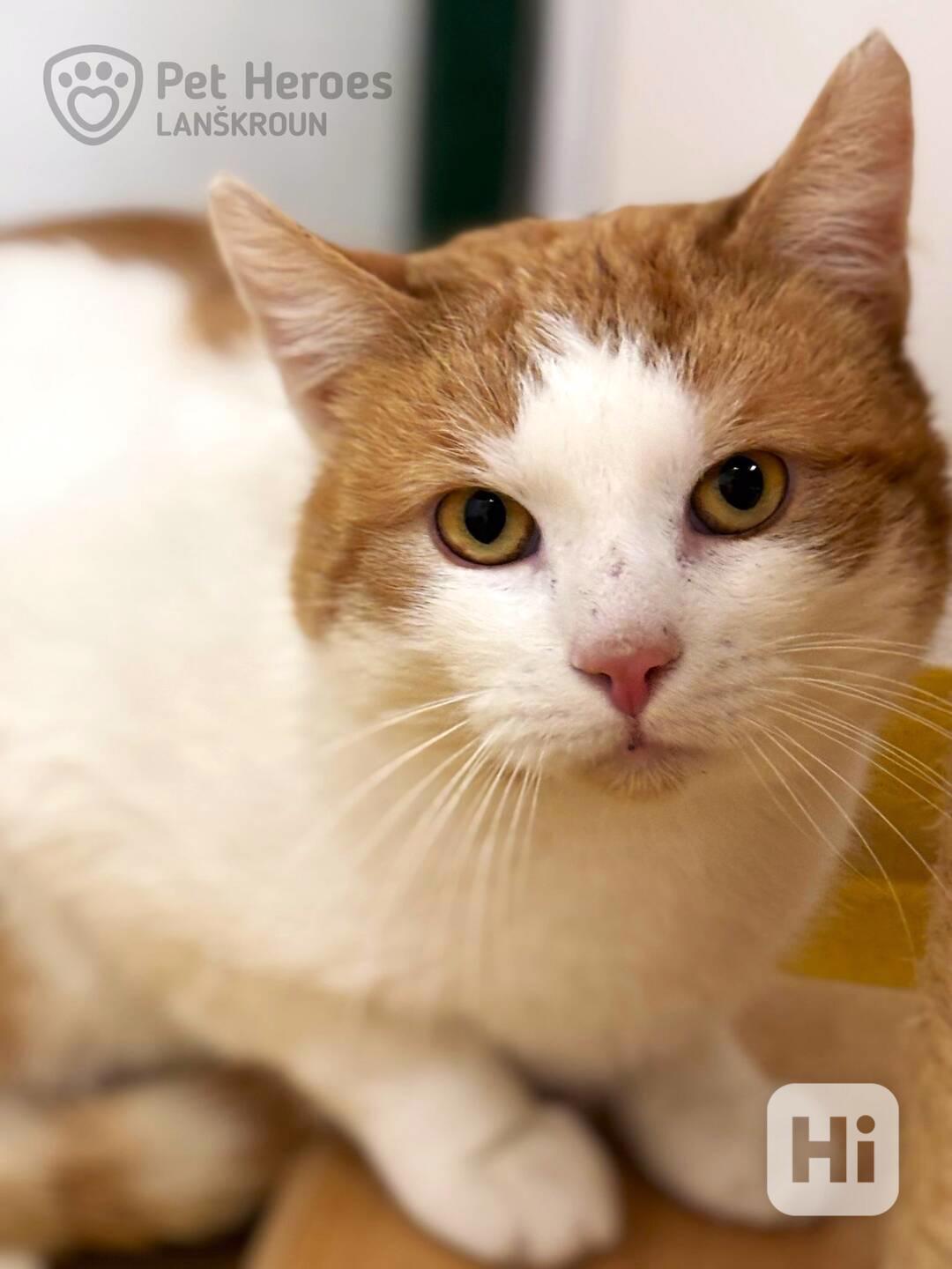 Jurášek ❤ něžný kocourek ❤ - foto 1