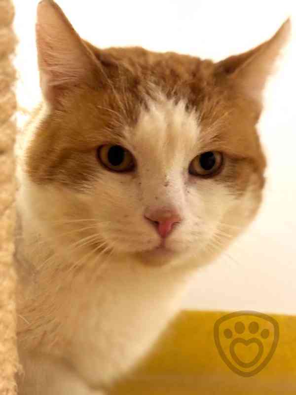 Jurášek ❤ něžný kocourek ❤ - foto 3