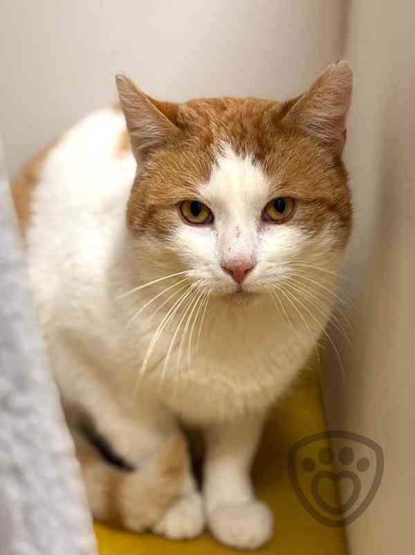 Jurášek ❤ něžný kocourek ❤ - foto 2