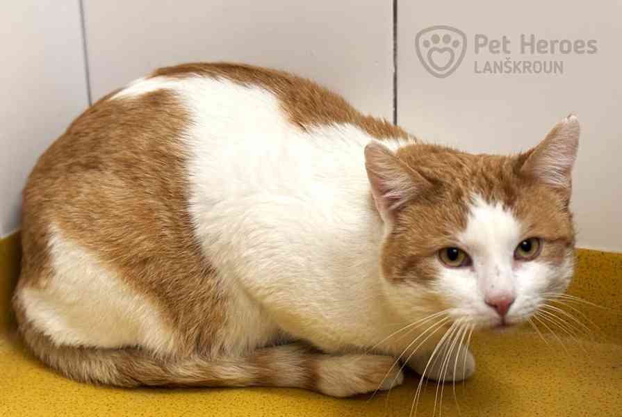 Jurášek ❤ něžný kocourek ❤ - foto 4