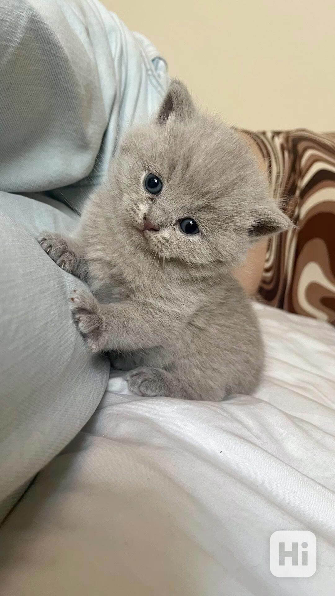 Úžasná britská krátkosrstá koťátka k adopci zdarma - foto 1