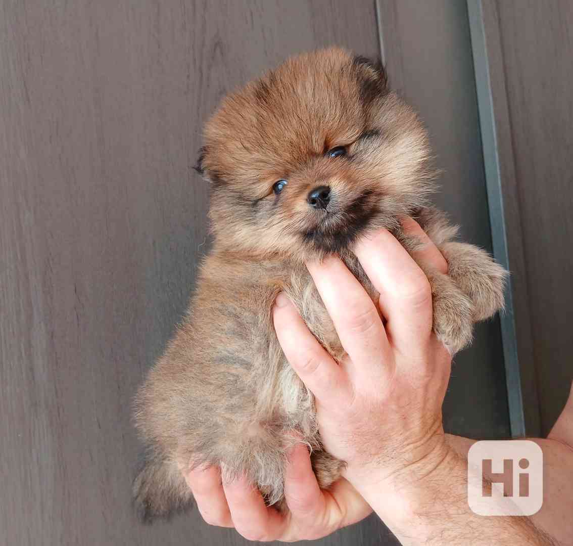Pomeranian štěňátka  - foto 1