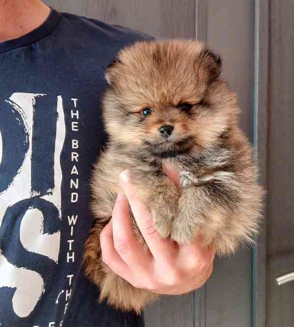 Pomeranian štěňátka  - foto 2