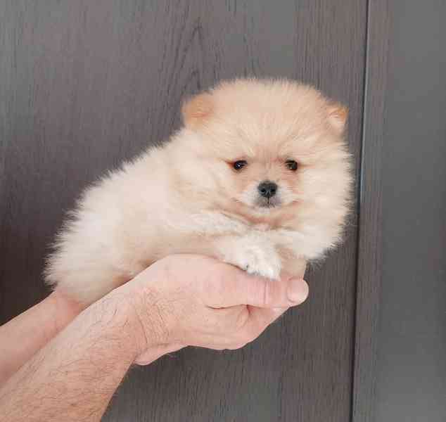 Pomeranian štěňátka  - foto 3