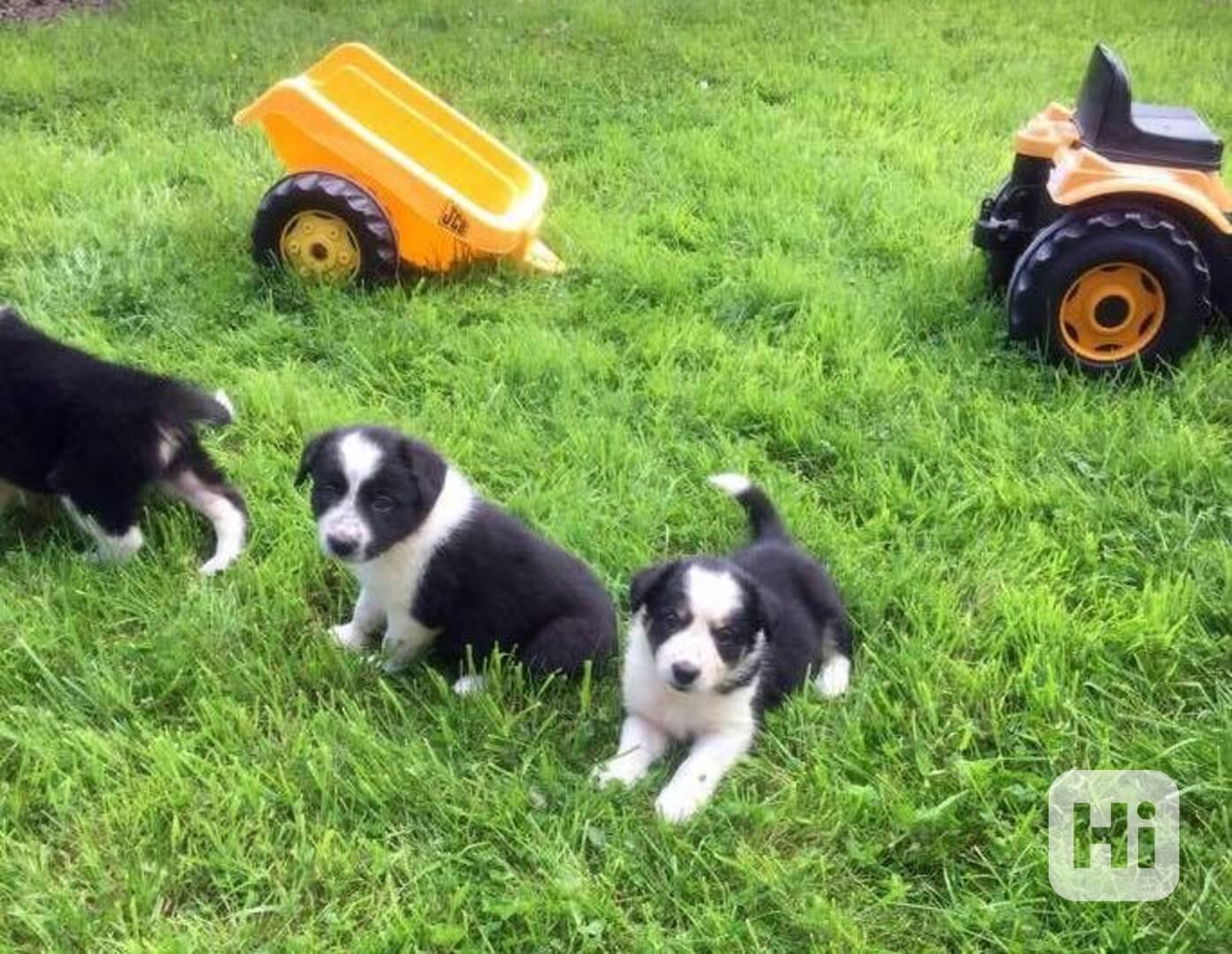 Štěně border kolie s modrou merle srstí, dlouhosrsté - foto 1