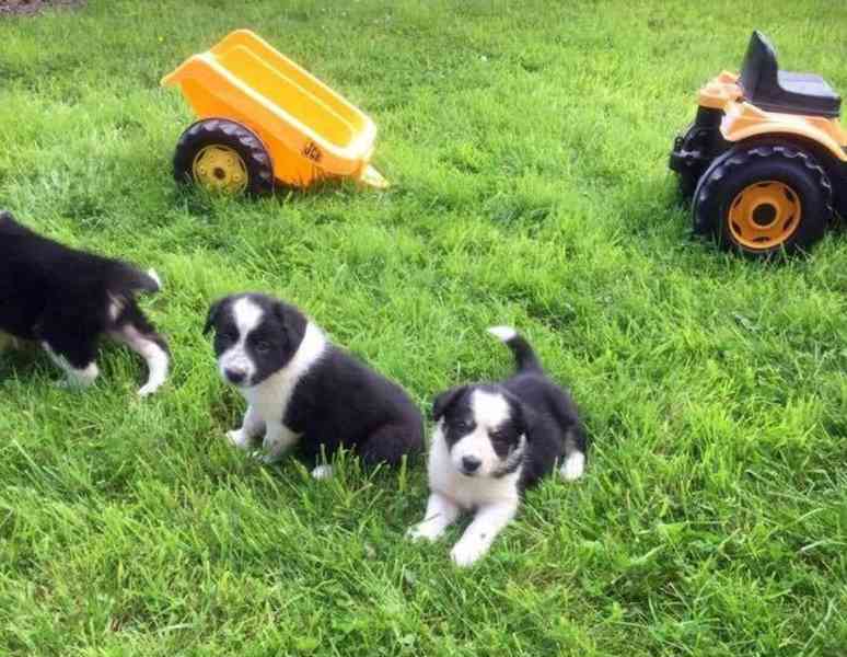 Štěně border kolie s modrou merle srstí, dlouhosrsté