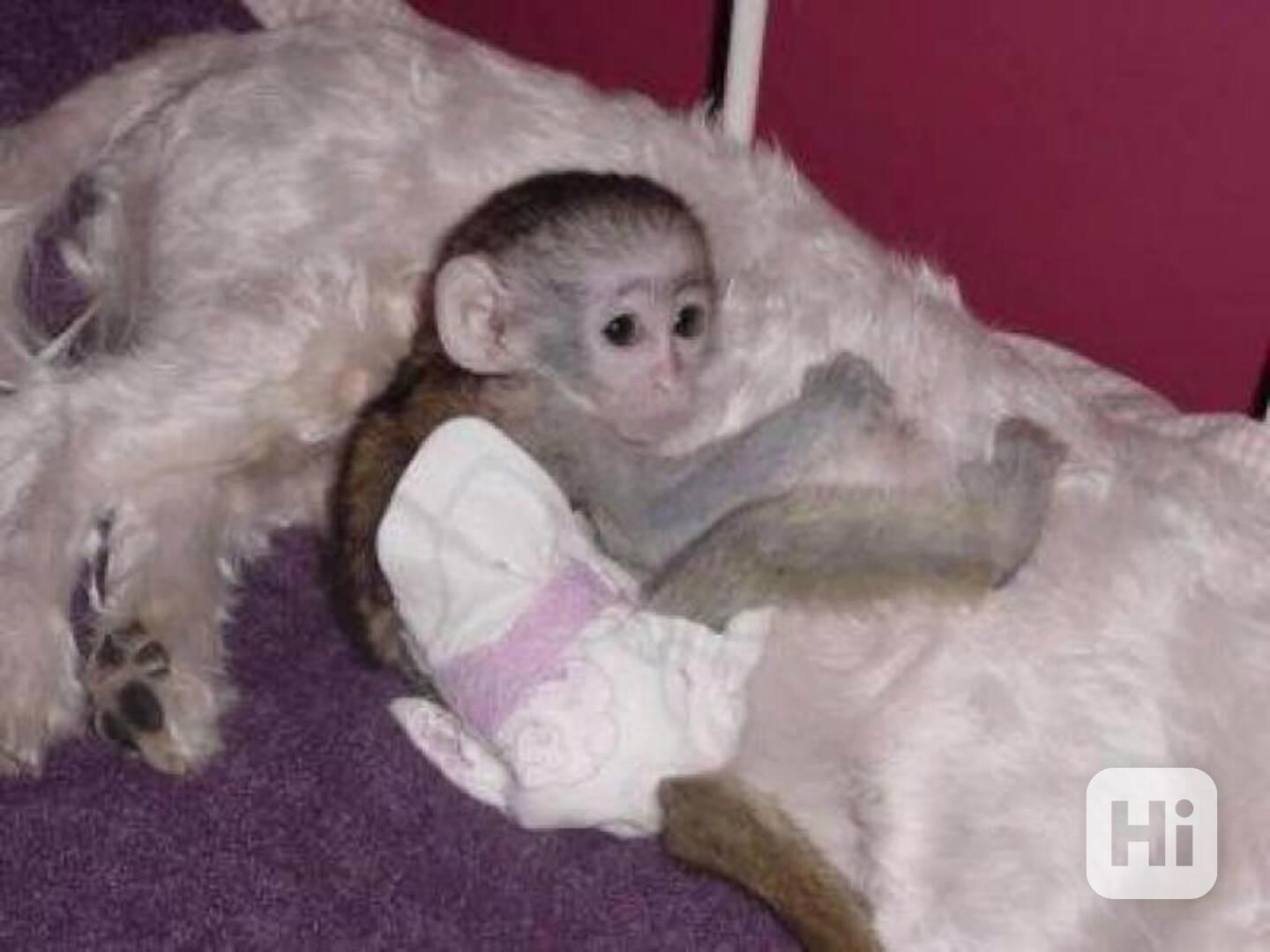 Okouzlující mláďata kapucínských opic do nových domovů. - foto 1