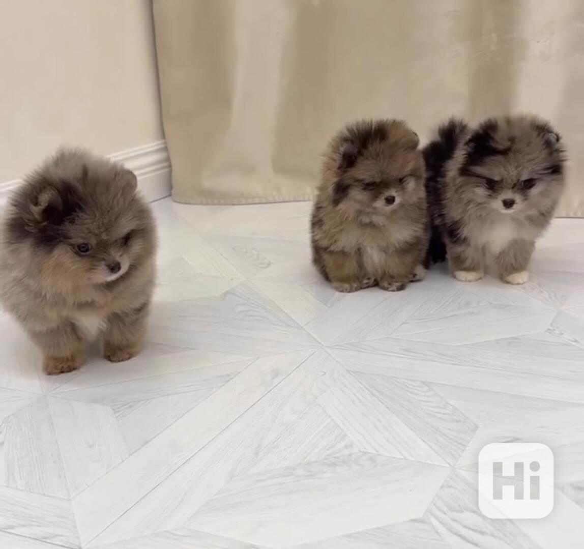 Pomeranian K Dispozici K Vyzvednutí - foto 1