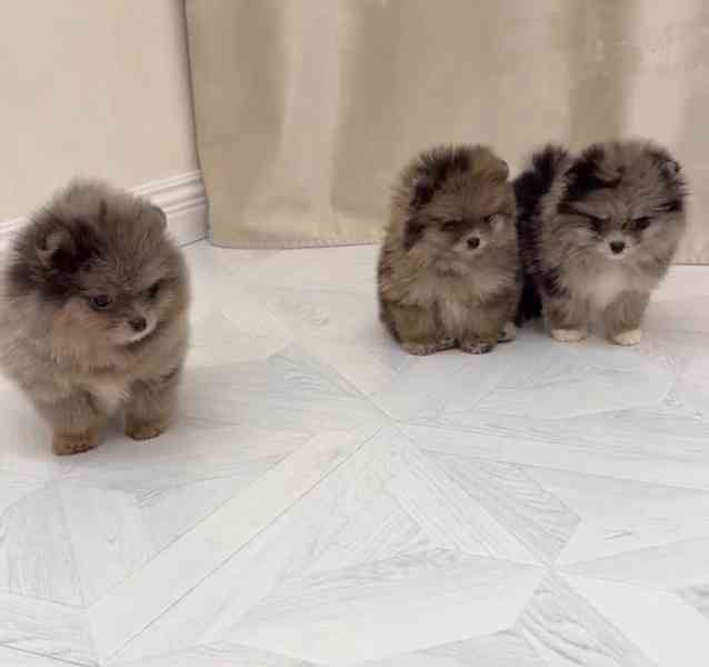 Pomeranian K Dispozici K Vyzvednutí