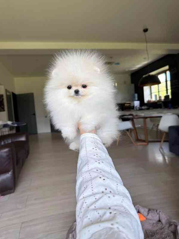 Pomeranian K Dispozici K Vyzvednutí - foto 3