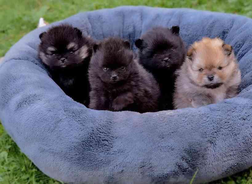Pomeranian K Dispozici K Vyzvednutí - foto 2