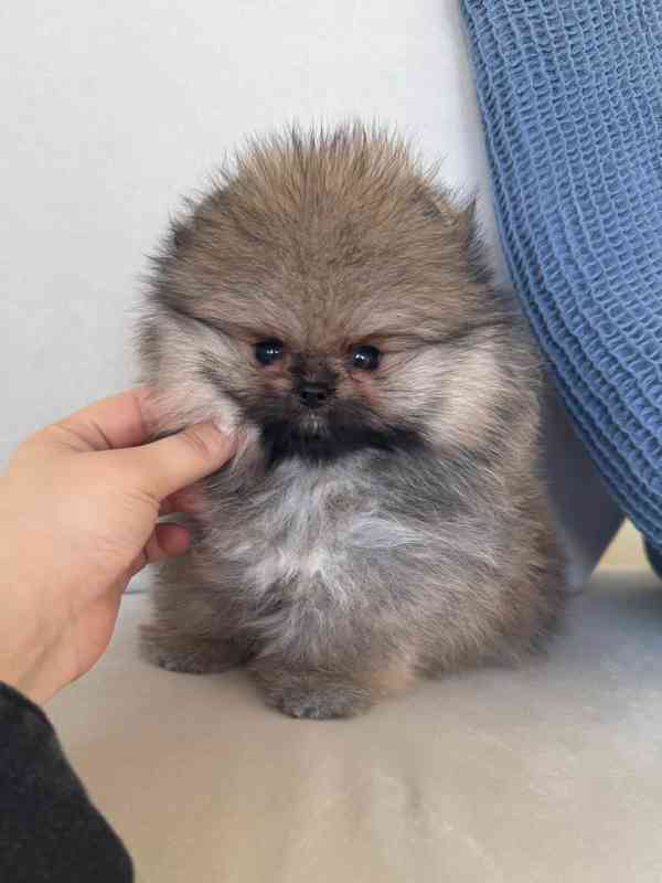 Pomeranian K Dispozici K Vyzvednutí - foto 4