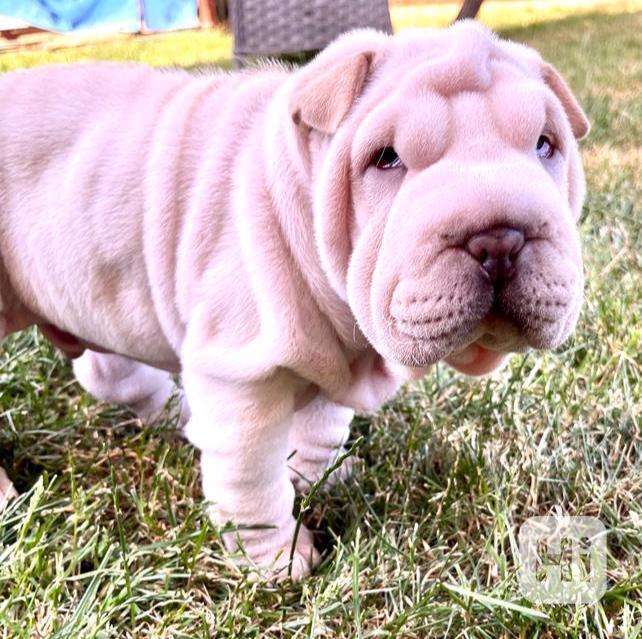 Shar-pei,Šarpej-štěňátka s PP - foto 1