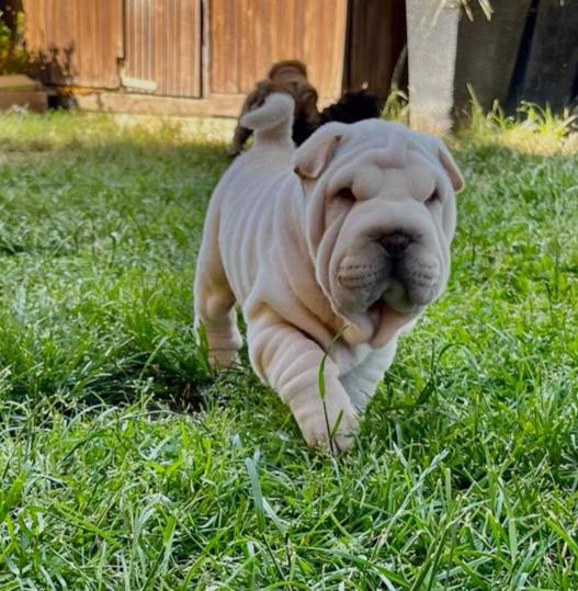 Shar-pei,Šarpej-štěňátka s PP - foto 2