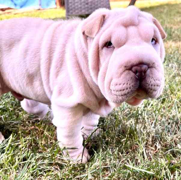Shar-pei,Šarpej-štěňátka s PP - foto 1