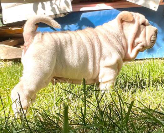 Shar-pei,Šarpej-štěňátka s PP - foto 3