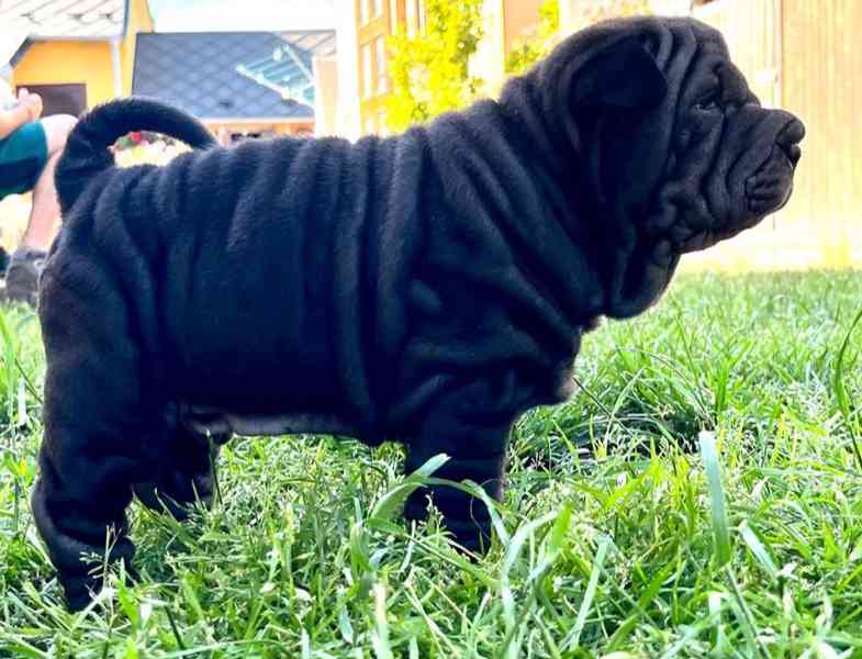 Shar-pei,Šarpej-štěňátka s PP - foto 5