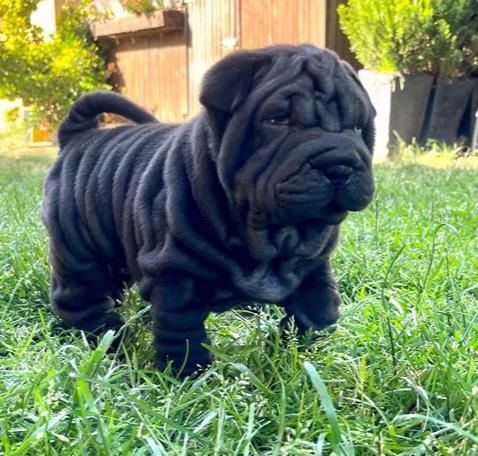 Shar-pei,Šarpej-štěňátka s PP - foto 4