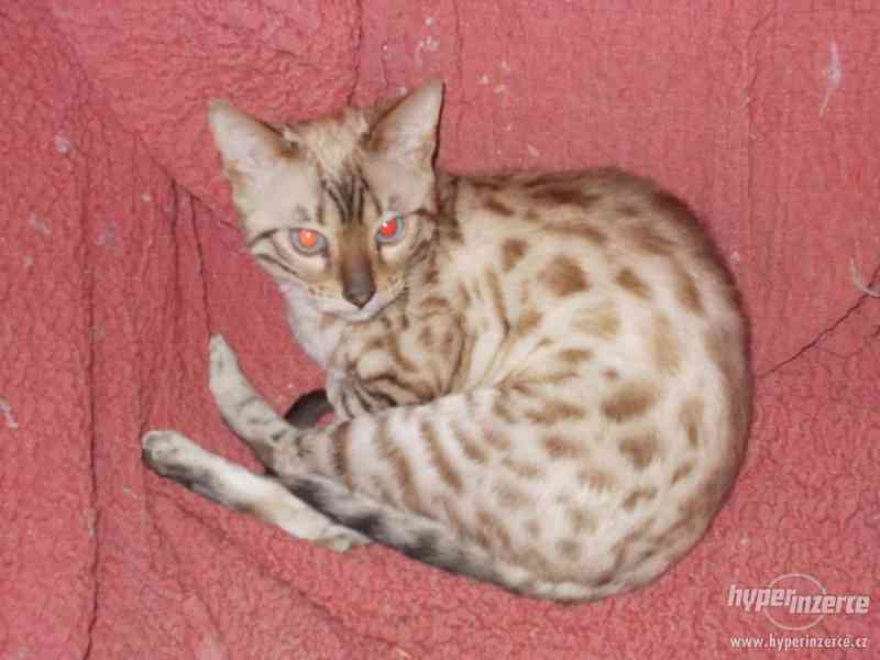 Kočka bengálská - foto 1