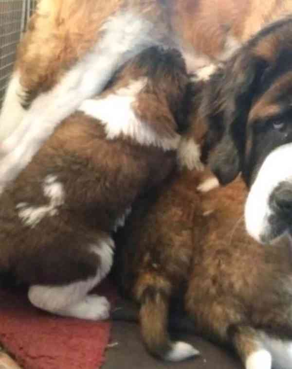 Hearttested Saint pups iz Health Tested Family - foto 3