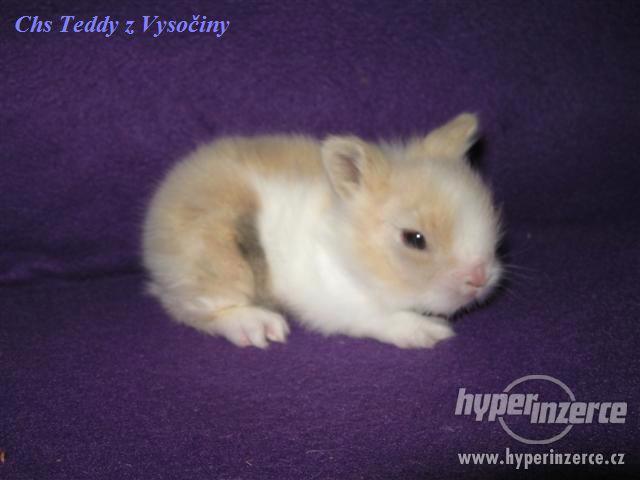 Teddy miminka s VP - foto 1