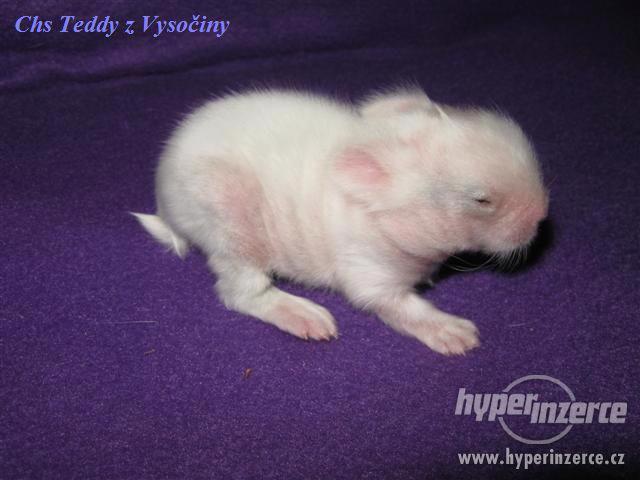 Teddy miminka s VP - foto 2