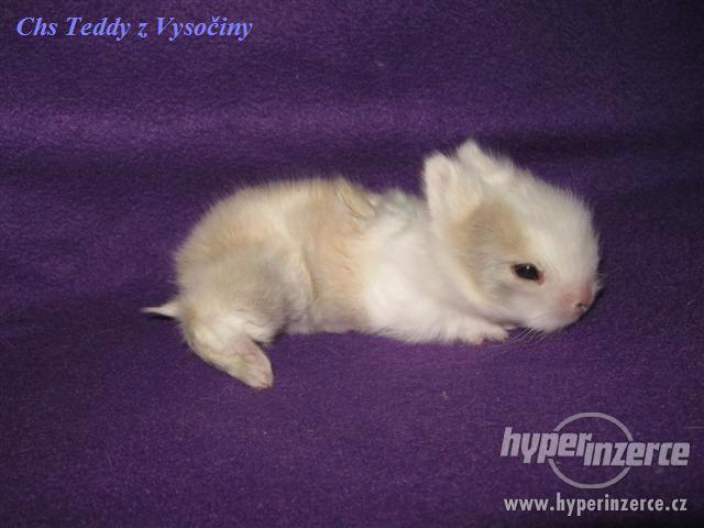 Teddy miminka s VP - foto 3