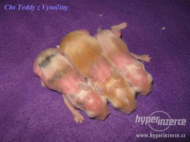 Teddy miminka s VP - foto 4