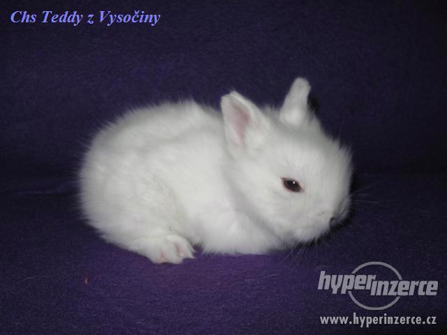 Teddy miminka s VP - foto 5