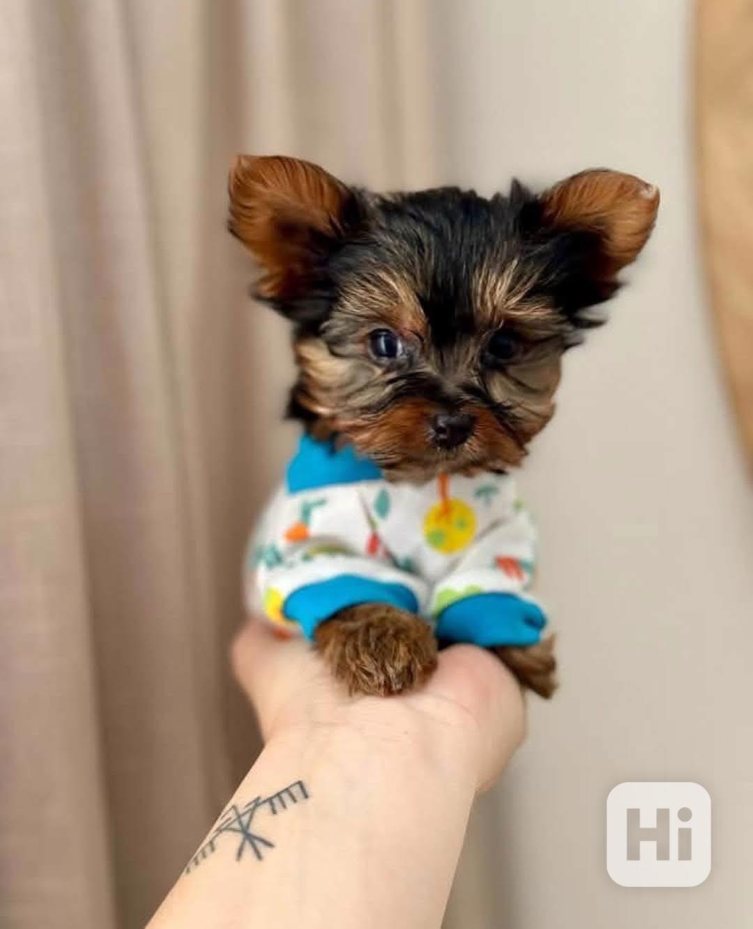 Štěňata yorkshirského kita k adopci zdarma - foto 1