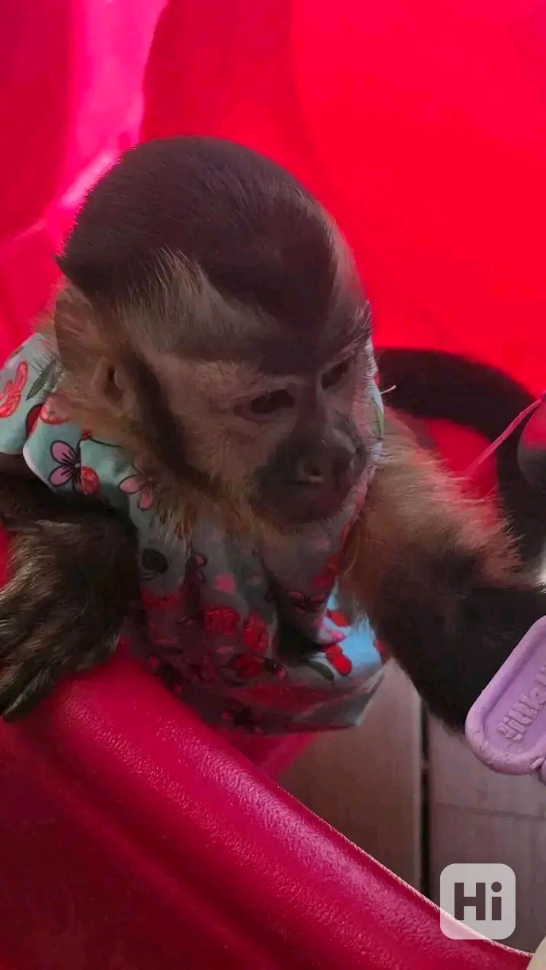  Kapucínské opice hledají trvalý domov - foto 1