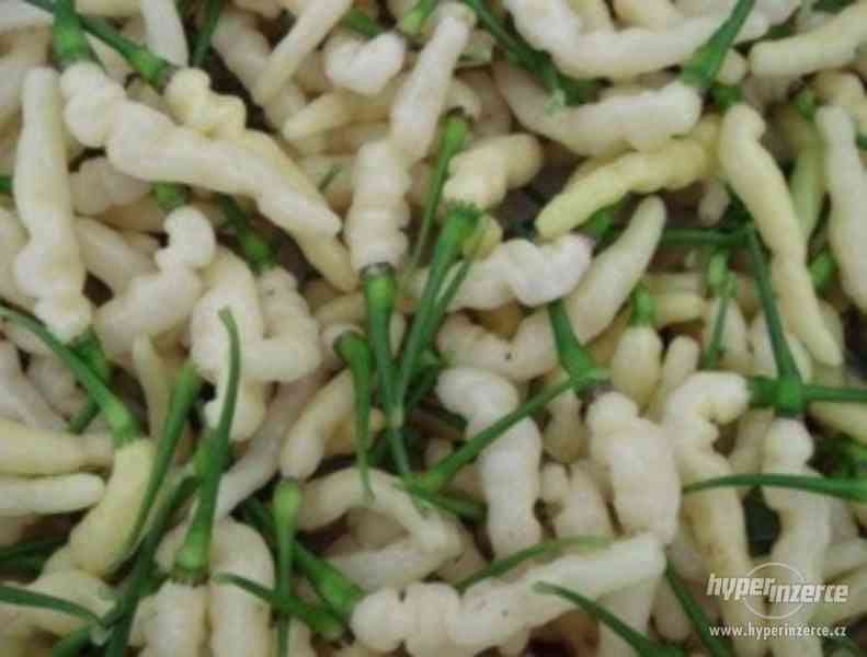 Chilli paprička ARIBIBI GUSANO - semena - foto 1