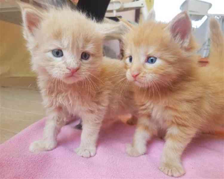 Koťata Mainské mývalí kočky