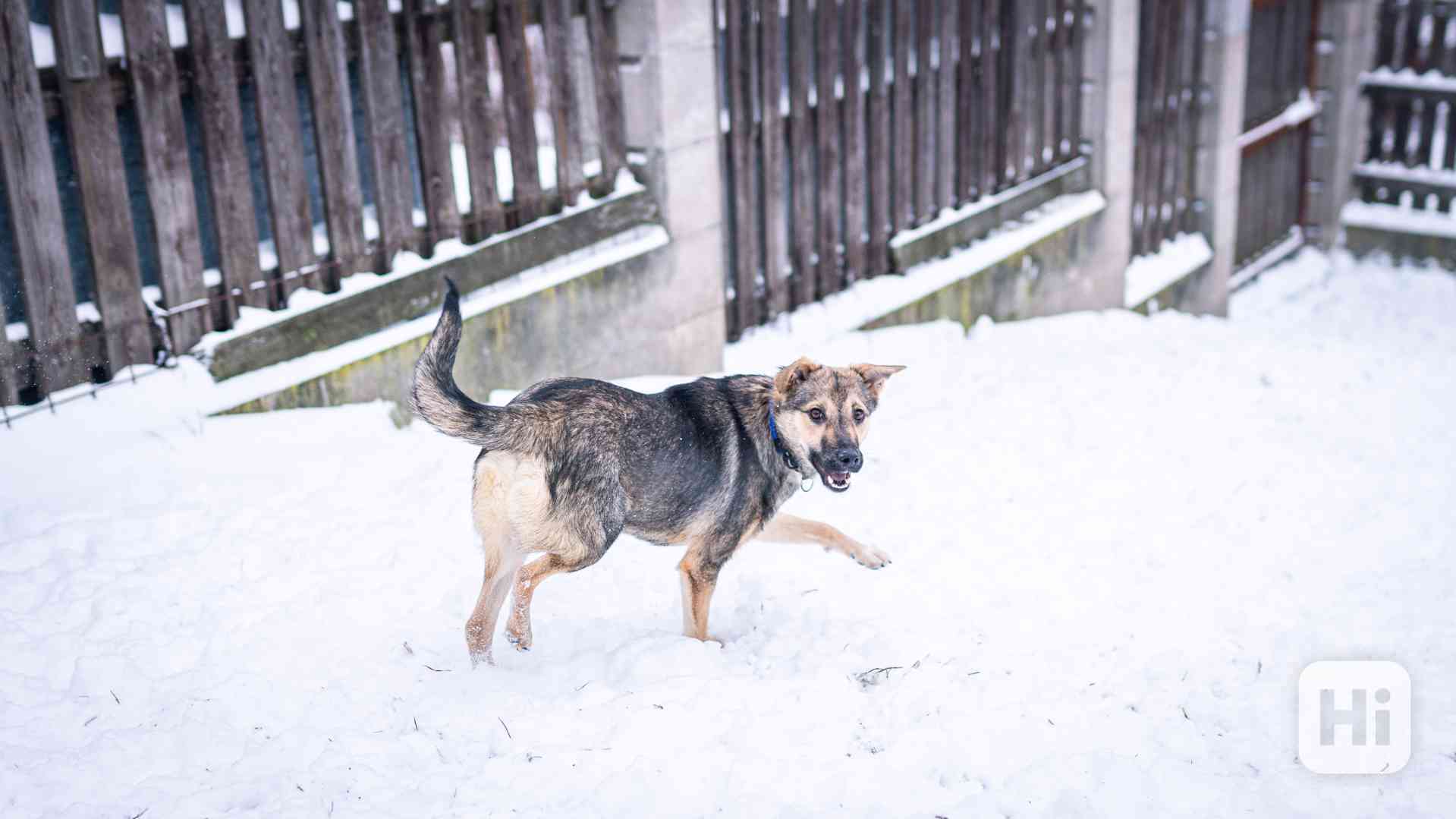 Ozzy - bojácný, ale hodný chlapeček, 9 měsíců - foto 1