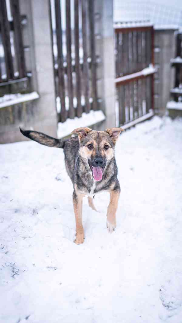 Ozzy - bojácný, ale hodný chlapeček, 9 měsíců - foto 3