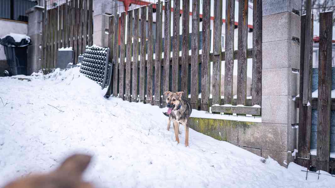 Ozzy - bojácný, ale hodný chlapeček, 9 měsíců - foto 6