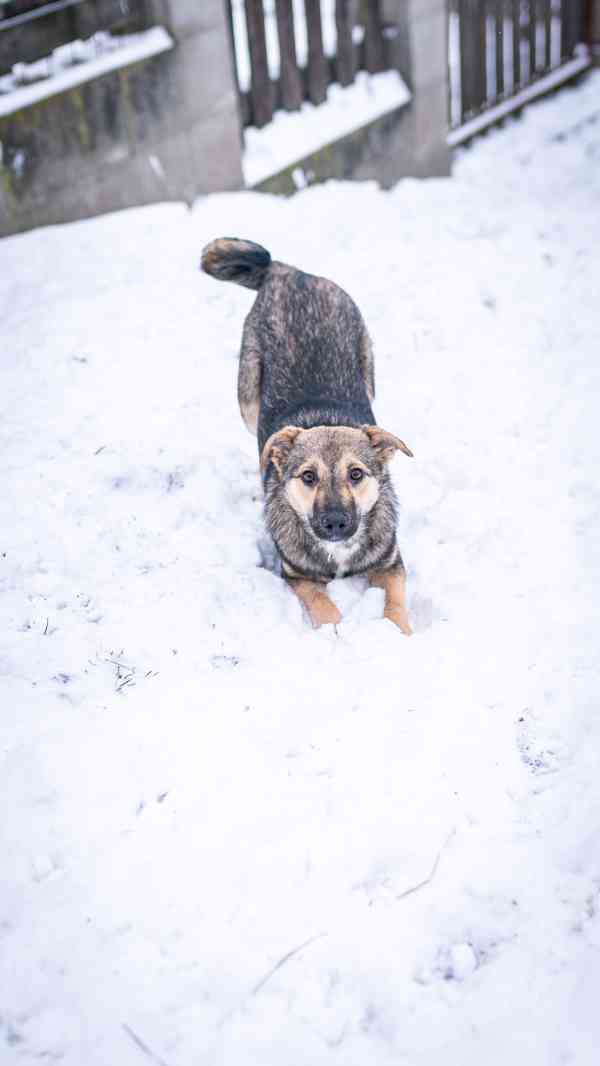 Ozzy - bojácný, ale hodný chlapeček, 9 měsíců - foto 4