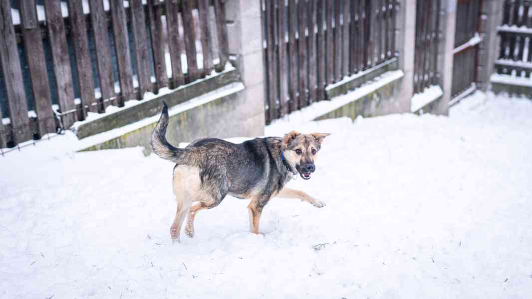 Ozzy - bojácný, ale hodný chlapeček, 9 měsíců - foto 1