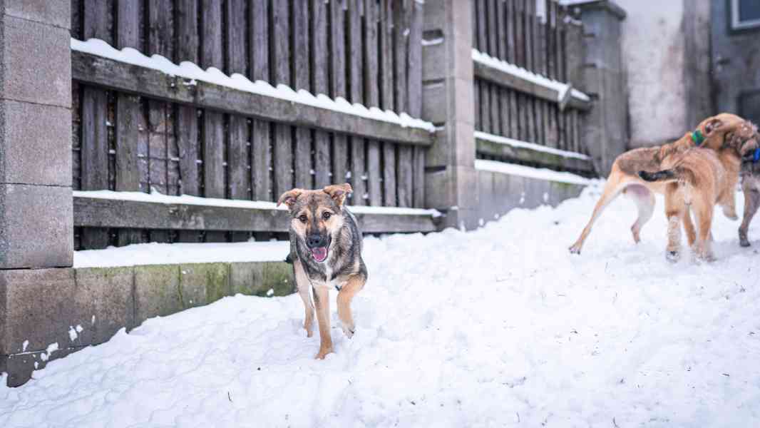 Ozzy - bojácný, ale hodný chlapeček, 9 měsíců - foto 7