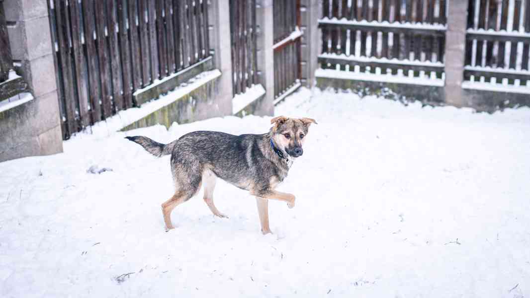 Ozzy - bojácný, ale hodný chlapeček, 9 měsíců - foto 2